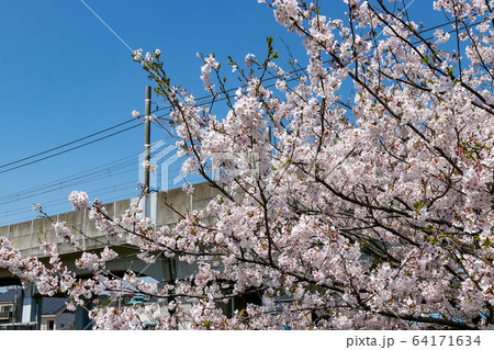 海老川沿いの桜 千葉県船橋市 日本 海老川沿いの桜 千葉県船橋市 日本 64171634