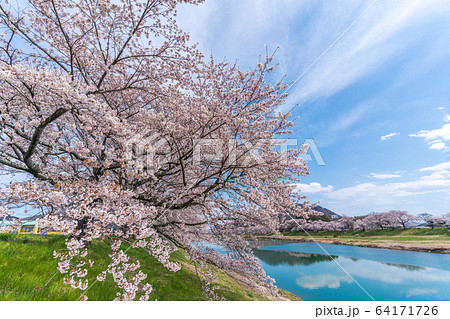 青空と一目千本桜　宮城県大河原町 64171726