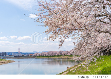 青空と一目千本桜 宮城県大河原町 青空と一目千本桜 宮城県大河原町 64171732