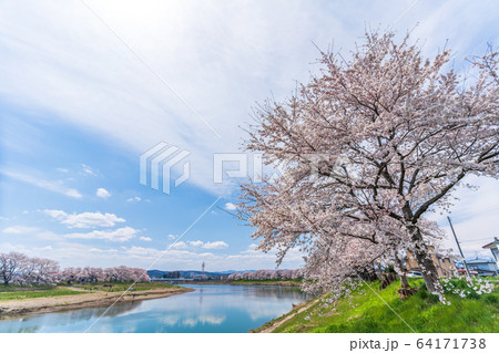 青空と一目千本桜　宮城県大河原町 64171738