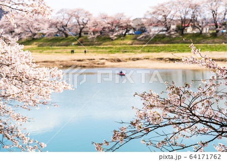 青空と一目千本桜 宮城県大河原町 青空と一目千本桜 宮城県大河原町 64171762