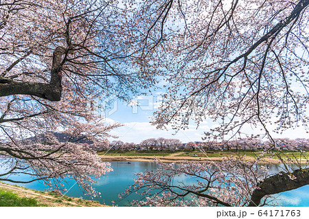 青空と一目千本桜 宮城県大河原町 青空と一目千本桜 宮城県大河原町 64171763