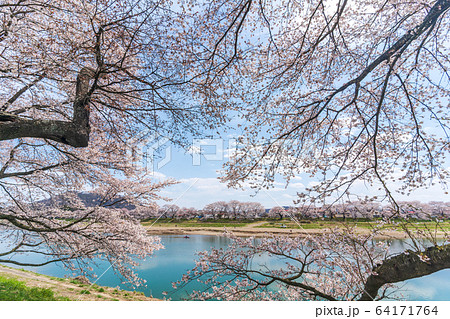 青空と一目千本桜 宮城県大河原町 青空と一目千本桜 宮城県大河原町 64171764