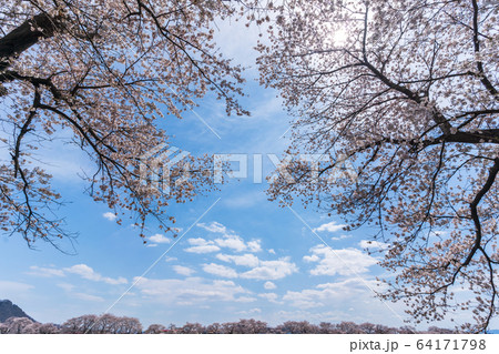 青空と一目千本桜 宮城県大河原町 青空と一目千本桜 宮城県大河原町 64171798