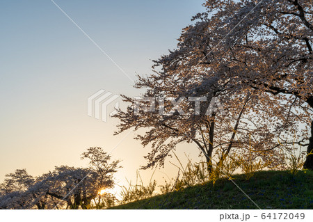 夕暮れの一目千本桜　宮城県大河原町 64172049