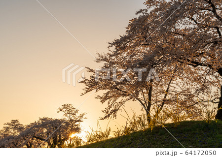 夕暮れの一目千本桜　宮城県大河原町 64172050