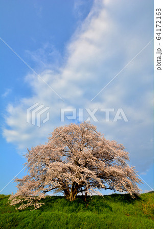 幾坂池の大桜 64172163