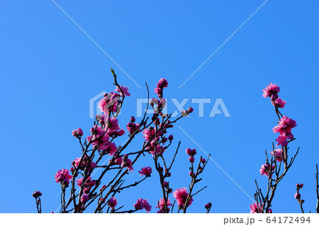 ピンク色の桃の花 64172494