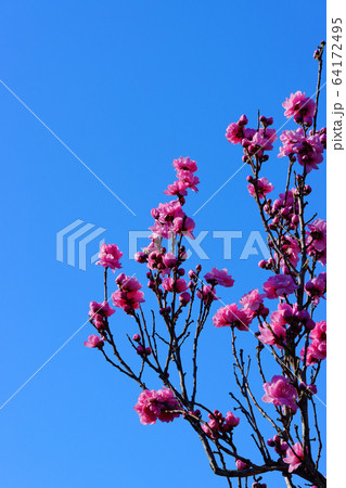 ピンク色の桃の花 ピンク色の桃の花 64172495