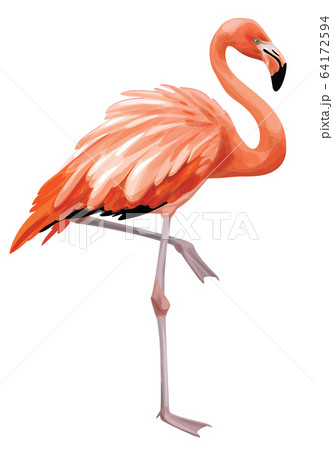 Vector Flamingo Bird Isolated On White のイラスト素材