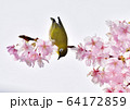 メジロと桜 64172859