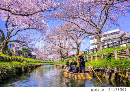 川越・新河岸川の桜 64173561