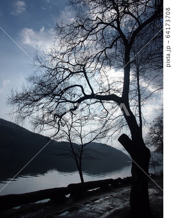 旅行 風景 木 64173708