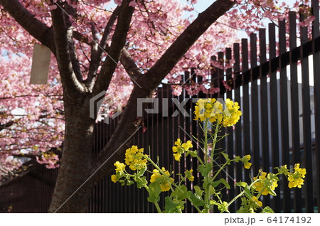 河津桜と菜の花 河津桜と菜の花 64174192