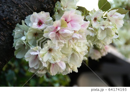 黄桜 黄桜 64174193