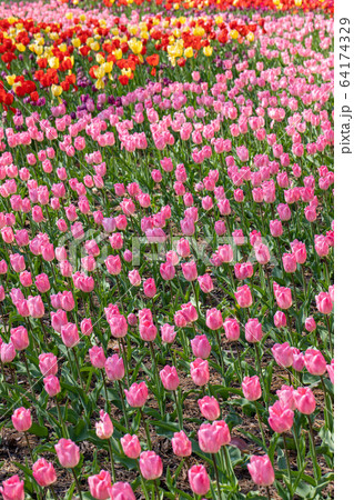 （埼玉県 国営武蔵丘陵森林公園）チューリップ 64174329