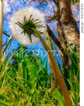 たんぽぽの綿毛 64174816