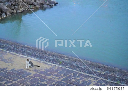 川沿いの猫 64175055