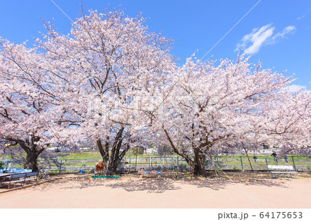 写真素材：桜、日本、春、校庭、青空、グランド、風景 64175653