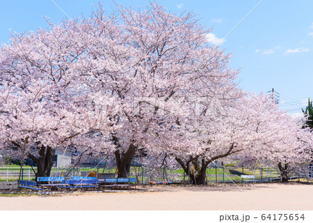 写真素材:桜、日本、春、校庭、青空、グランド、風景 写真素材:桜、日本、春、校庭、青空、グランド、風景 64175654