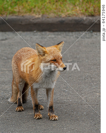 野生のキタキツネ　全身　縦構図　右向き 64175946