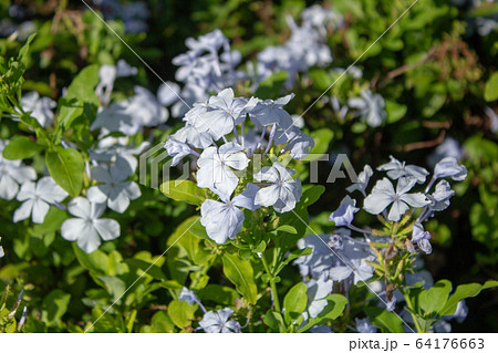 A bush of blooming Blue Plumbago A bush of blooming Blue Plumbago 64176663
