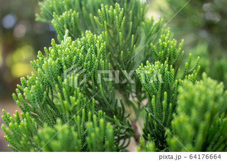 Closeup on a pine tree branch, showing the fresh tips of the leaves Closeup on a pine tree branch, showing the fresh tips of the leaves 64176664
