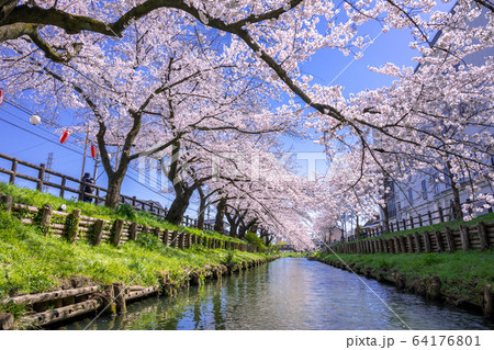 川越・新河岸川の桜 64176801