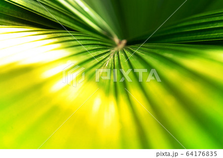 Tropical coconut palm leaf texture in garden, abstract green yellow leaf background. 64176835