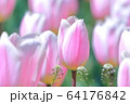 チューリップ 64176842