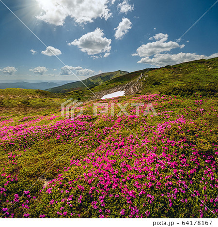 Blossoming Carpathian mountains slopes, Blossoming Carpathian mountains slopes, 64178167