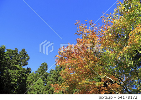 花園渓谷の紅葉　茨城県北茨城市　　 64178172