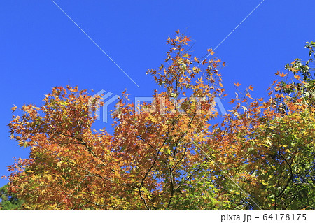 花園渓谷の紅葉　茨城県北茨城市　　 64178175