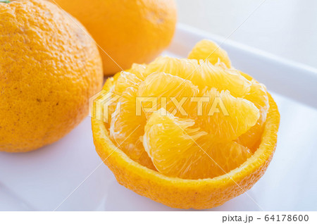 甘夏柑 甘夏柑 64178600