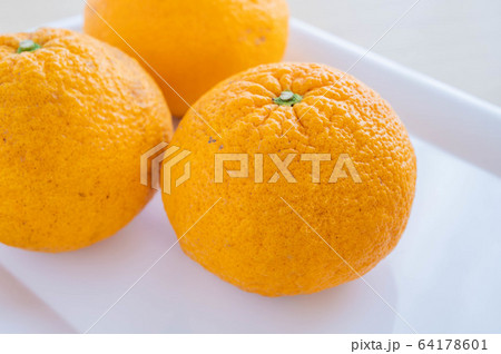 甘夏柑 64178601