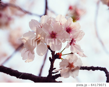 春イメージ（桜の花） 64179071