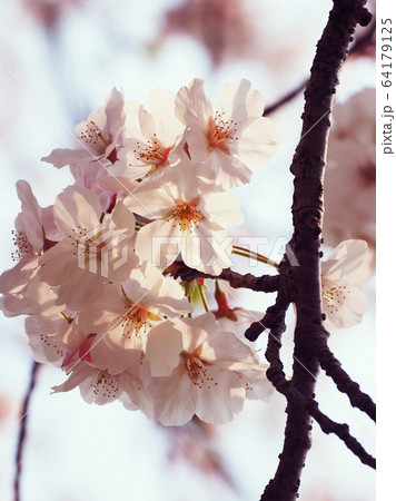 春イメージ（桜の花） 64179125