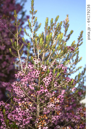 ジャノメエリカ 64179236