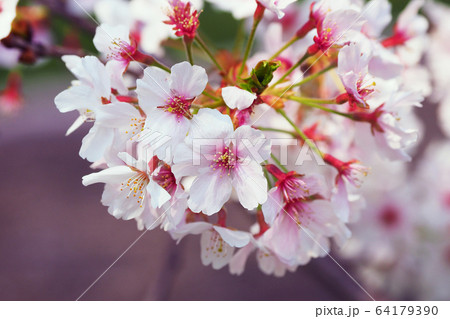 春イメージ(桜の花) 春イメージ(桜の花) 64179390