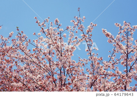 春イメージ（桜の花） 64179643