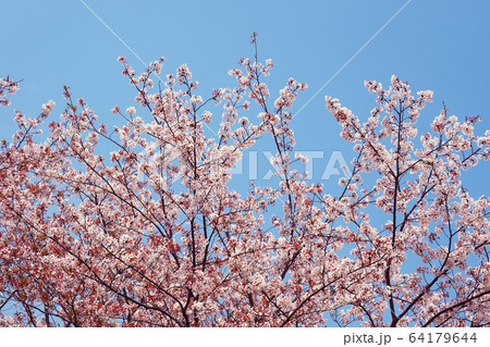 春イメージ（桜の花） 64179644