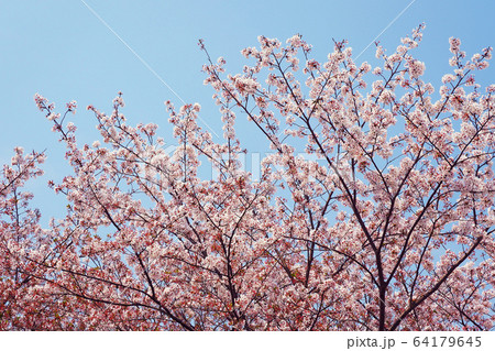 春イメージ（桜の花） 64179645