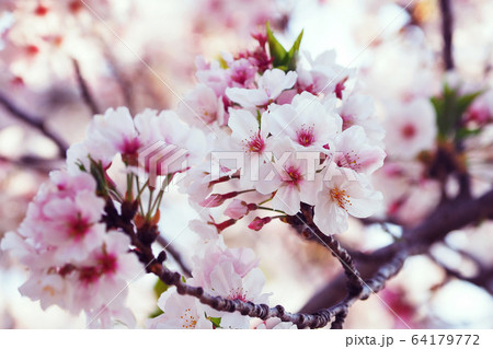 春イメージ(桜の花) 春イメージ(桜の花) 64179772