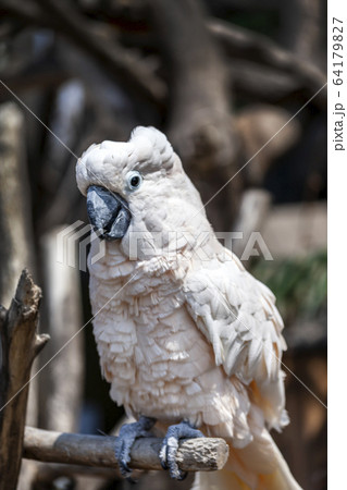 インコ 動物 自然 64179827