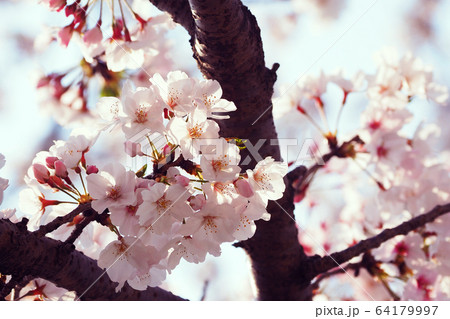 春イメージ（桜の花） 64179997