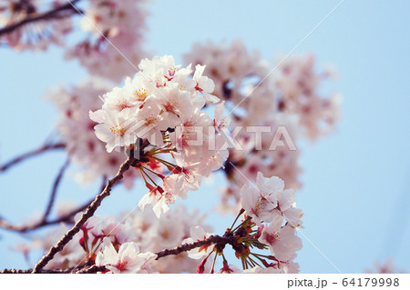 春イメージ（桜の花） 64179998