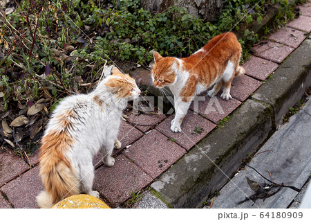 Two cats are going to fight outside. Two cats are going to fight outside. 64180909