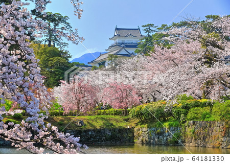 【神奈川県】小田原城と満開の桜 64181330