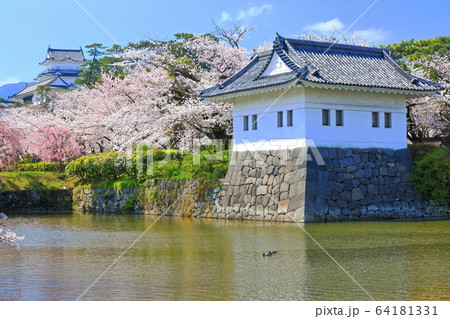 【神奈川県】満開桜の小田原城と隅櫓 64181331