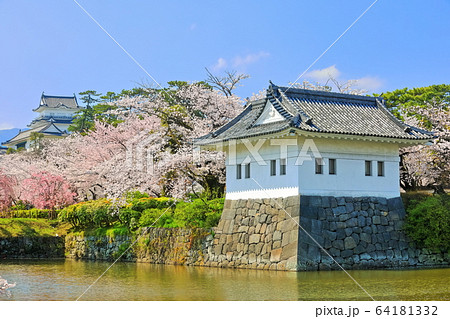【神奈川県】満開桜の小田原城と隅櫓 64181332